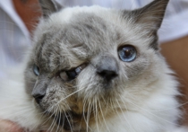 В США скончался знаменитый кот с двумя мордами