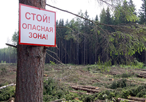 Тяжелая судьба лесных инвестпроектов Красноярского края