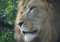 Парк львов «Тайган», расположенный в Белогорском районе Крыма и ялтинский зоопарк «Сказка» минувшим вечером опять погрузились во тьму