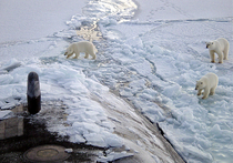 Первые ассоциации, которые возникают со словом «Арктика», — морозная свежесть, чистота, ледяные торосы