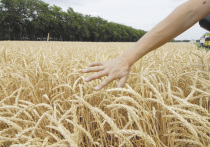 Анкара намерена ввести экспортную пошлину в 130% на российскую пшеницу, кукурузу и подсолнечное масло