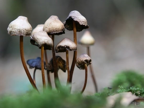 Американские ученые решили накормить клириков галлюциногенными грибами