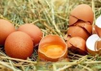 В Европе — паника: все отказываются от куриных яиц голландского производства, которые могут быть заражены фипронилом