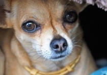 Жертвой москвича на электросамокате стала крохотная собака породы чихуахуа, которая гуляла вместе хозяевами в районе Южное Бутово