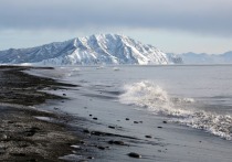 На Халактырском пляже на Камчатке нашли тысячи мертвых морских животных и несколько чаек