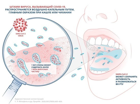 Исследование показало, что использование ополаскивателя для рта, содержащего CPC в определенной концентрации, подавляет активность штамма SARS-CoV-2 на 99,9%