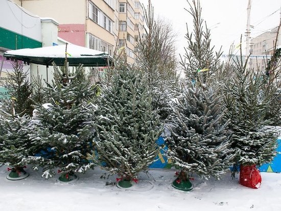Эксперты Роскачества рассказали, как выбрать натуральную новогоднюю ёлку