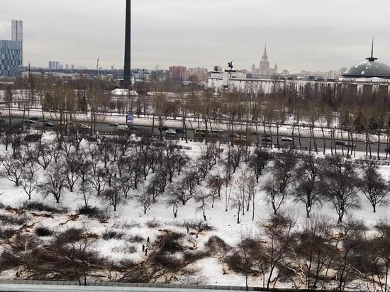 Спил деревьев идет ради дублера Кутузовского проспекта
