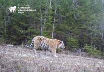 Сотрудники «Заповедного Приамурья» провели очередной рейд, посвященный изучению тигров в национальном парке «Анюйский»