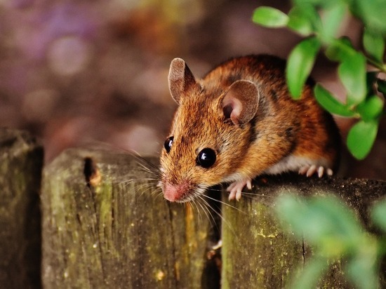 Как отвадить мышей от дачного домика: простой совет без ядов и мышеловок