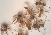 У желтых сумасшедших муравьев имеется «мужская» и «женская» сперма