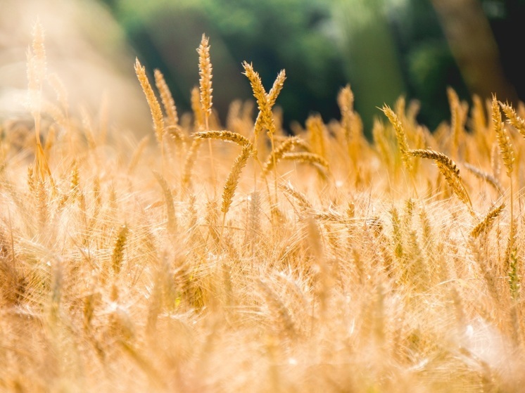 Эксперты прогнозируют большой профицит зерна в Калининградской области