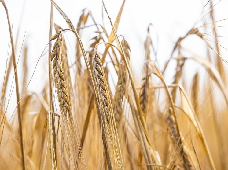 Калининградские аграрии рассказали, что влияет на закупочную стоимость зерновых