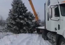 Власти города Миньяр Челябинской области прокомментировали жалобу местной жительницы на незаконную рубку дерева на ее садовом участке