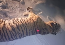 В Приморье отловили краснокнижного амурского тигра, который пришел в село и растерзал собаку