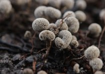 Под снегом в Удельном парке Петербурга жители обнаружили странные пушистые грибы