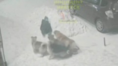 В Усть-Куте вечером бродячие собаки напали на ребёнка 