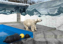 Внутри установили лёдогенератор, теперь зверь сможет прохлаждаться в сугробе даже жарким летом

Любимец ростовчан белый медведь по кличке Айон-Велес впервые вышел в свой обновленный вольер