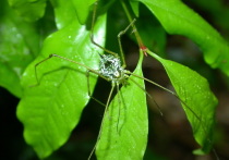Вид пауков ошибочно считали двуглазыми
