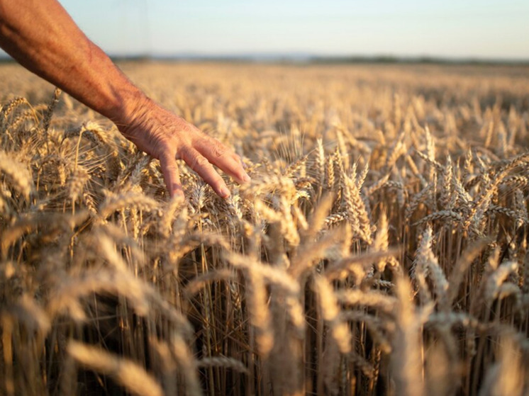 Эксперт Злочевский рассказал, что будет с российским зерном: «Можем повторить 2007 год»
