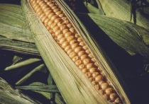 Китай перестал закупать украинскую кукурузу, пишет агентство Bloomberg