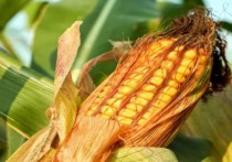 Как сообщает агентство Bloomberg, информированные источники подтвердили, что импортеры из КНР массово отказываются от поставок кукурузы из Украины
