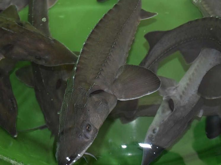 Белоярский рыбзавод поможет хакасским фермерам в рыборазведении