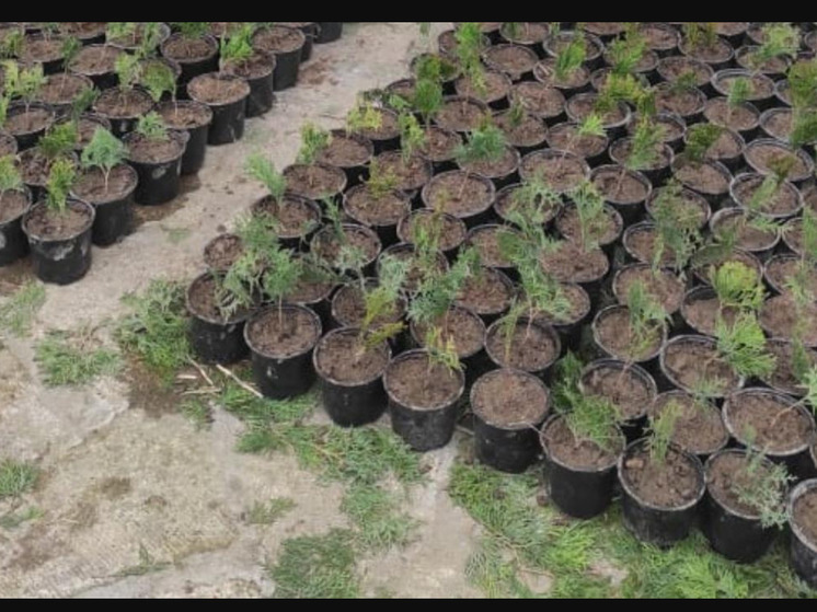В Дагестане, под руководством Комитета по лесному хозяйству РД, был создан новый питомник для выращивания растений, приспособленных к местному климату