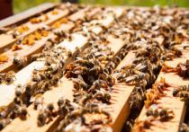 Такое требование содержится в Ветеринарных правилах содержания медоносных пчел
