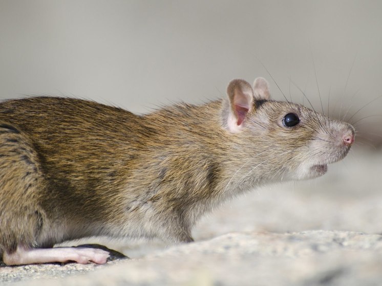 Пенсионерка из Челябинской области разводит огромных крыс в квартире