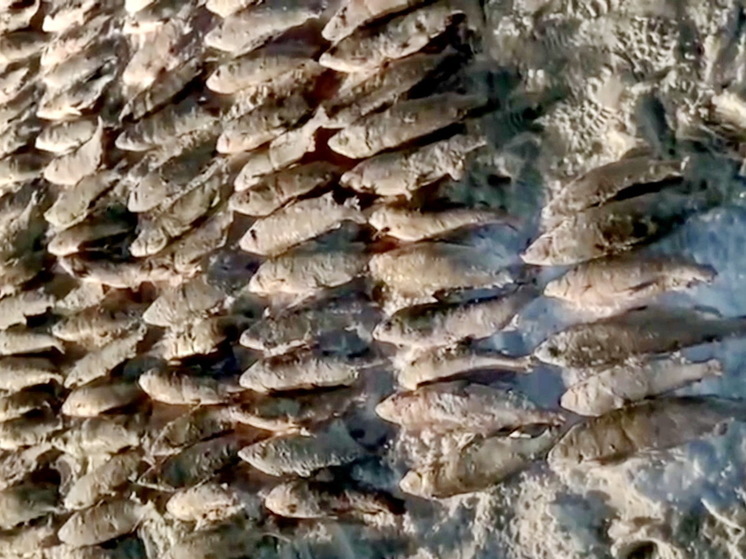 ФСБ: у браконьера близ Ямбурга изъято краснокнижной рыбы на 7,4 млн