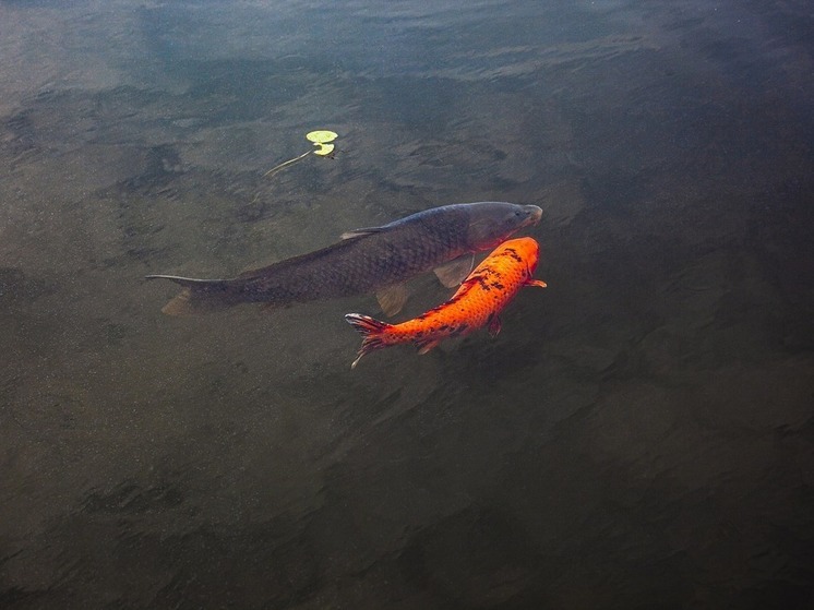 Массовый замор рыбы произошел в озере под Хабаровском
