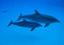 На Черном море быстро растет число убитых дельфинов - за прошедший месяц у черноморского побережья Кубани погибло 137 особей, из них 101 – за последнюю неделю