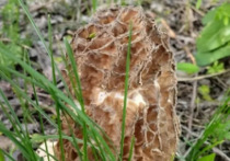Опытный грибник со стажем рассказал, как не отравиться грибами весной