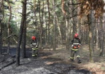 Для предотвращения лесных пожаров регион покупает специальную технику и строит новые пожарные части