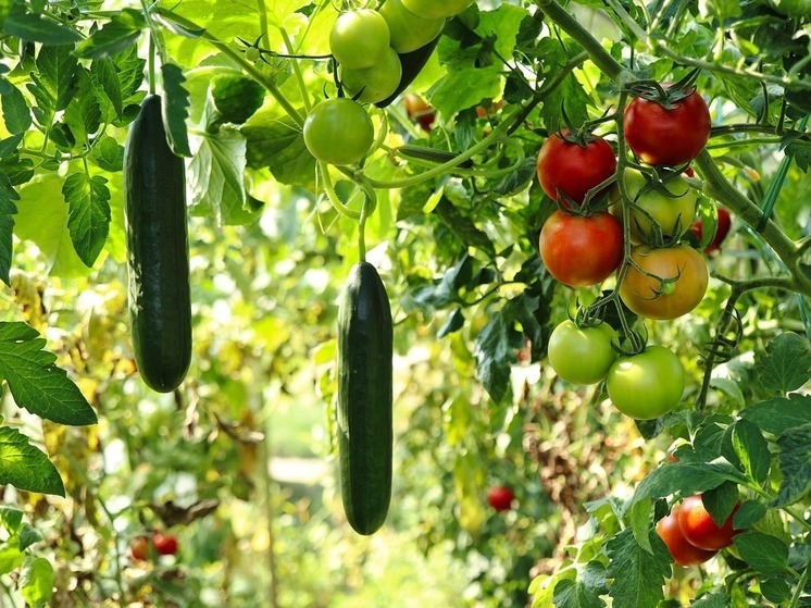 В Тюмени откроется «Школа садовода»