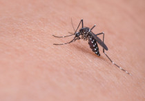 Глава Роспотребнадзора Анна Попова заявила, что были зафиксированы 47 новых вирусов у комаров и 14 у клещей в результате изучения вирусного пейзажа в России