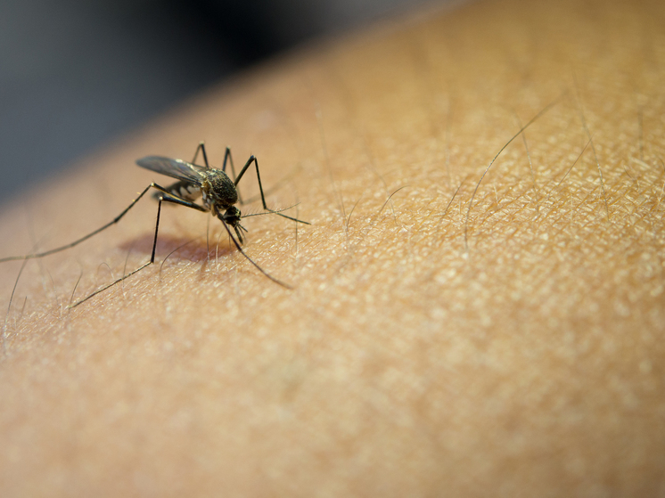Тамбовчанам рассказали о 47 новых вирусах, переносимых комарами