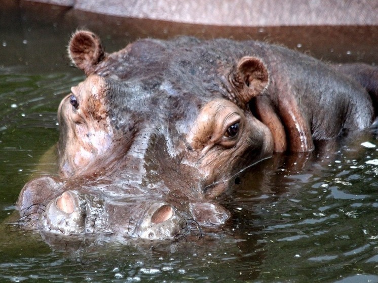Живущего в зоопарке в Осаке гиппопотама семь лет по ошибке считали самцом