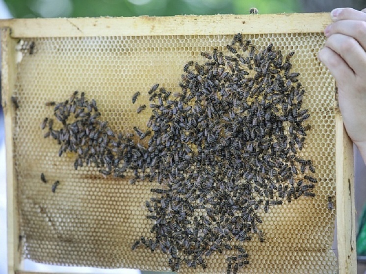 Последствия массовой гибели пчел пытаются побороть в Приморье