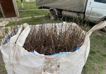 В Куйбышевском муниципальном округе Запорожья высадят дубы и ели из Марий Эл.