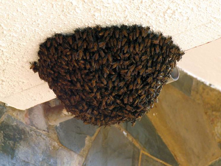 День оберега пчел: пасечник вынимает из улья соты и погружает мед в воду
