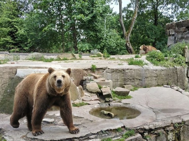 Калининградский зоопарк изменит режим работы