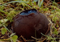 Редкий краснокнижный гриб известный в народе как «ведьмин котел», или «молодильные яблоки», обнаружили на Урале