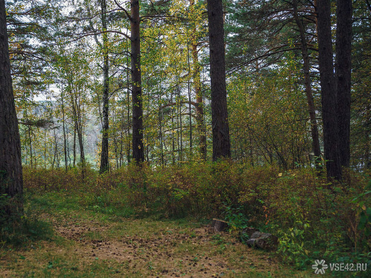 Усиленное патрулирование лесов началось в Кузбассе