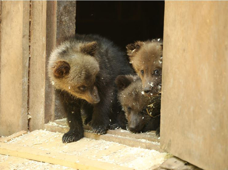 В Югре медвежат, найденных на автотрассе, собираются выпустить в дикую природу
