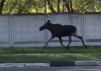 На городских улицах Ногинска заметили лося