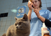 От чего нужно вакцинировать кошек и собак, как часто и какими вакцинами