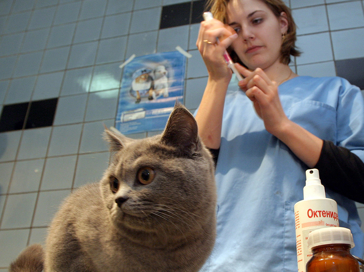 От чего нужно вакцинировать кошек и собак, как часто и какими вакцинами