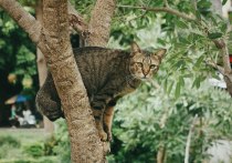 В Уфе местные жители сами собрали деньги для вызова автовышки, чтобы спустить просидевшую два дня на дереве кошку